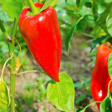 Leutschauer Pepper Seeds - The Pepper Pantry (Formerly Marie Sharp's)